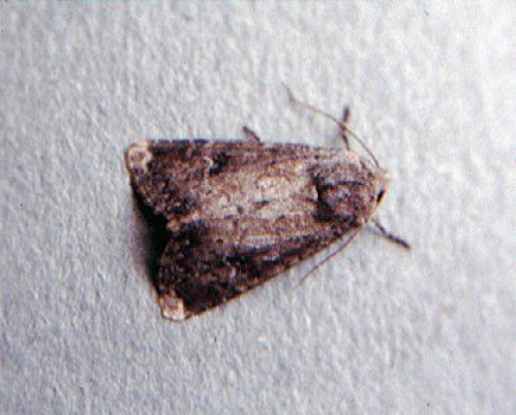 Scarce Brindle (Apamea lateritia)