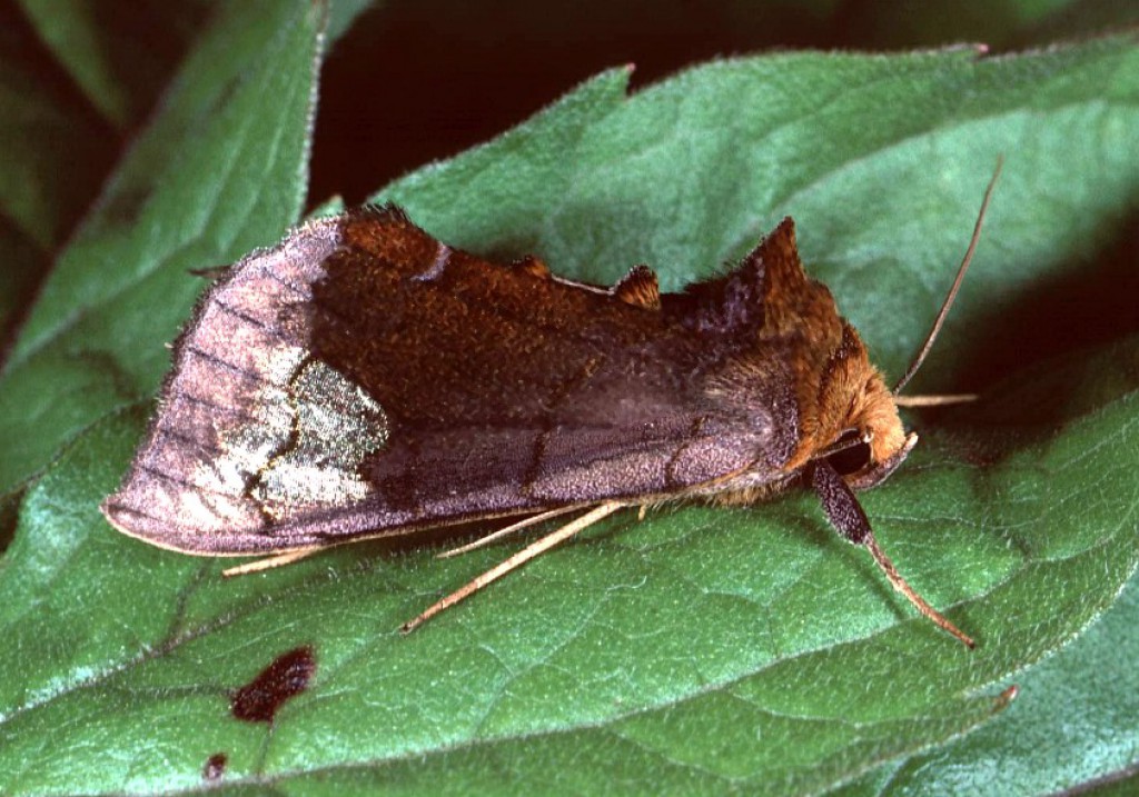 Scarce Burnished Brass (Diachrysia chryson)