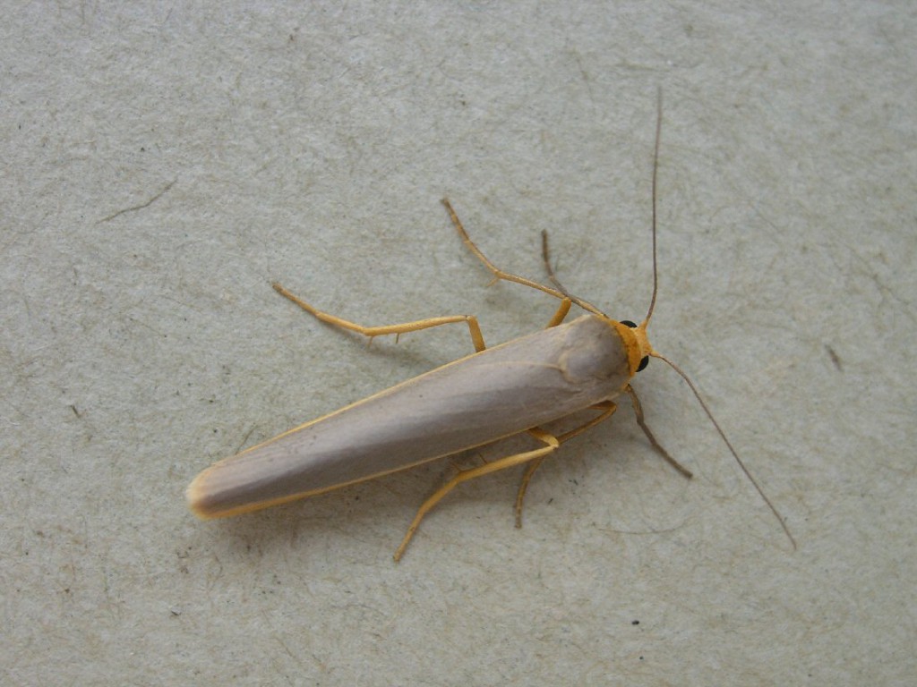 Scarce Footman (Eilema complana)