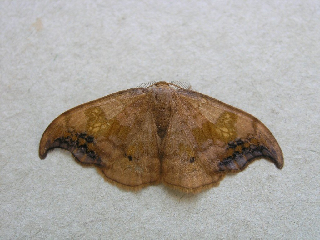 Scarce Hook-tip (Sabra harpagula)