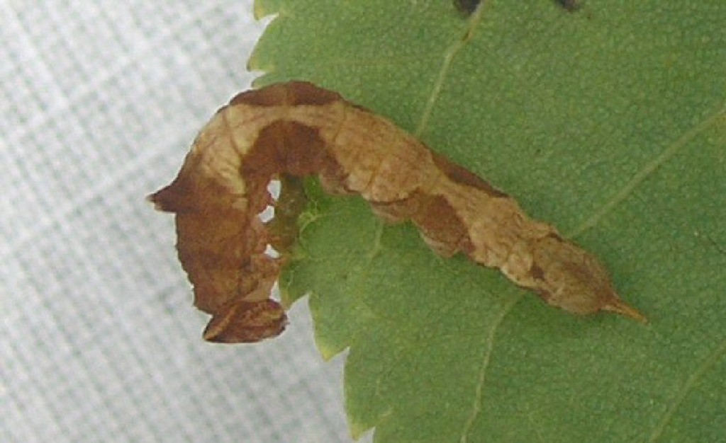 Scarce Hook-tip (Sabra harpagula)