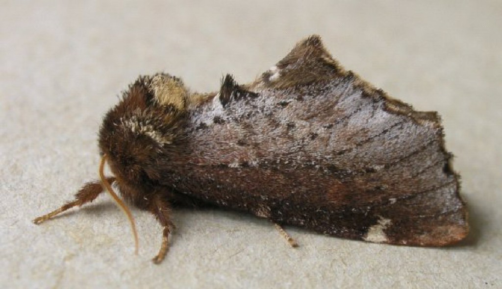 Scarce Prominent (Odontosia carmelita)