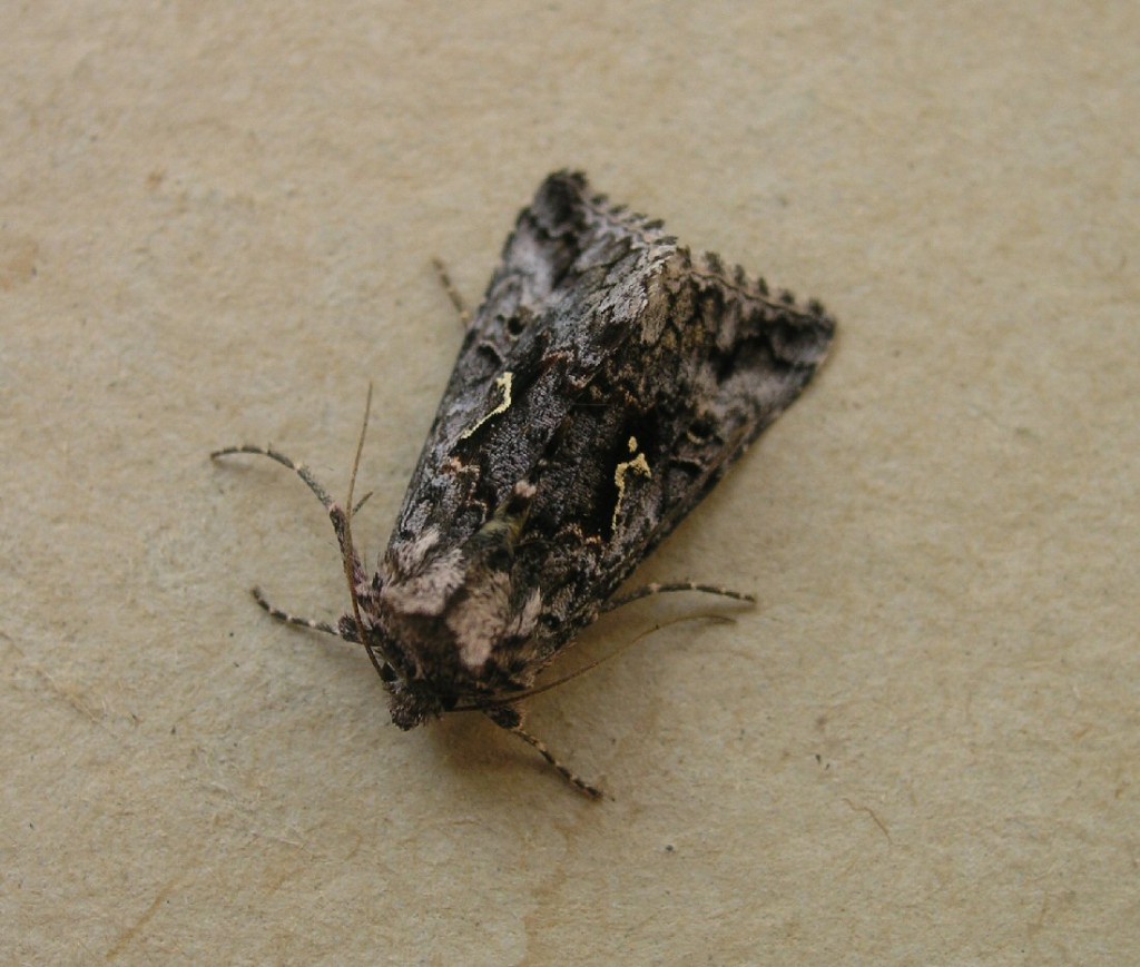 Scarce Silver Y (Syngrapha interrogationis)