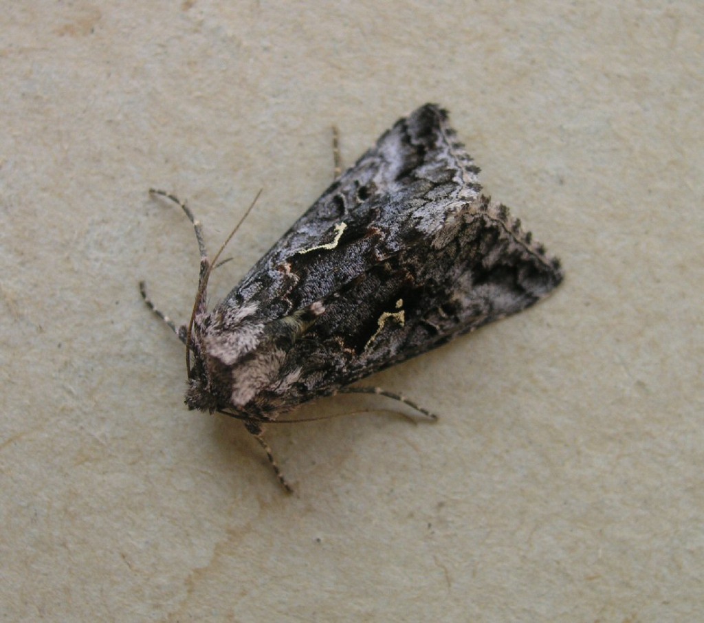 Scarce Silver Y (Syngrapha interrogationis)