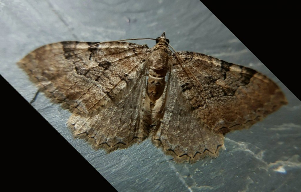Scarce Tissue (Hydria cervinalis)