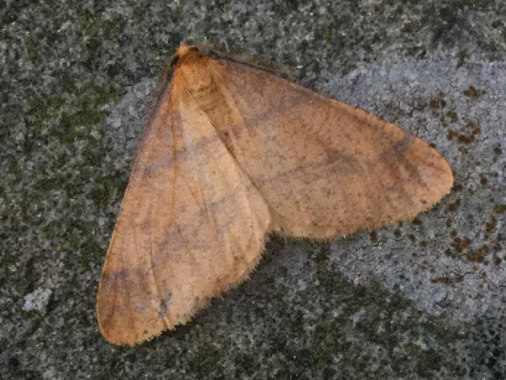 Scarce Umber (Agriopis aurantiaria)