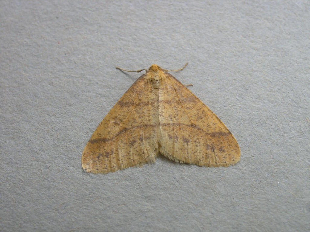 Scarce Umber (Agriopis aurantiaria)