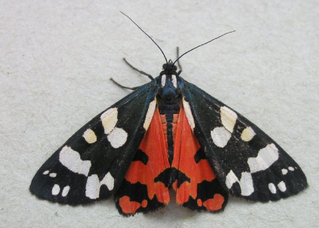 Scarlet Tiger (Callimorpha dominula)