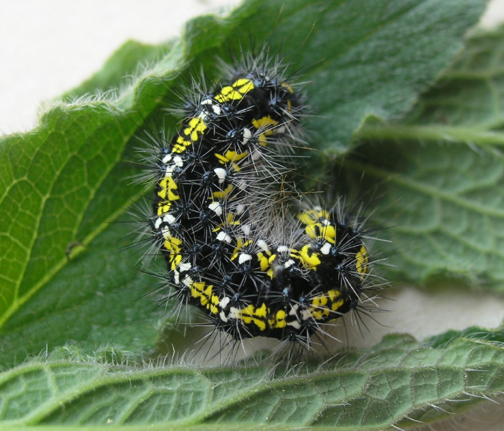 Scarlet Tiger (Callimorpha dominula)
