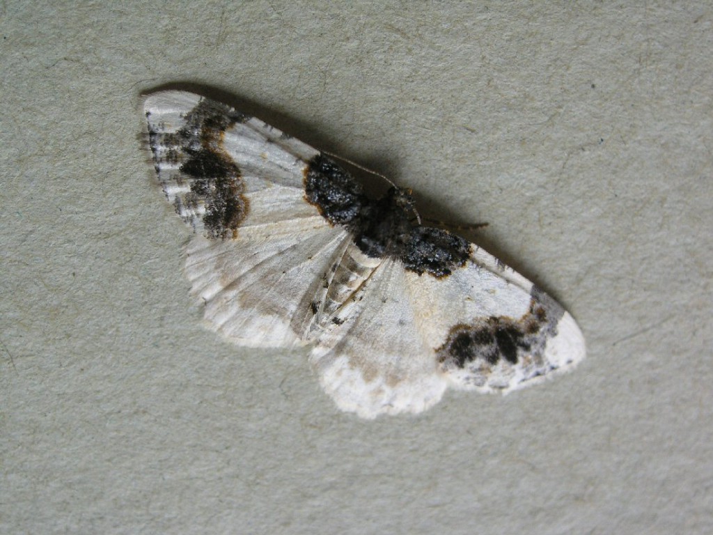 Scorched Carpet (Ligdia adustata)