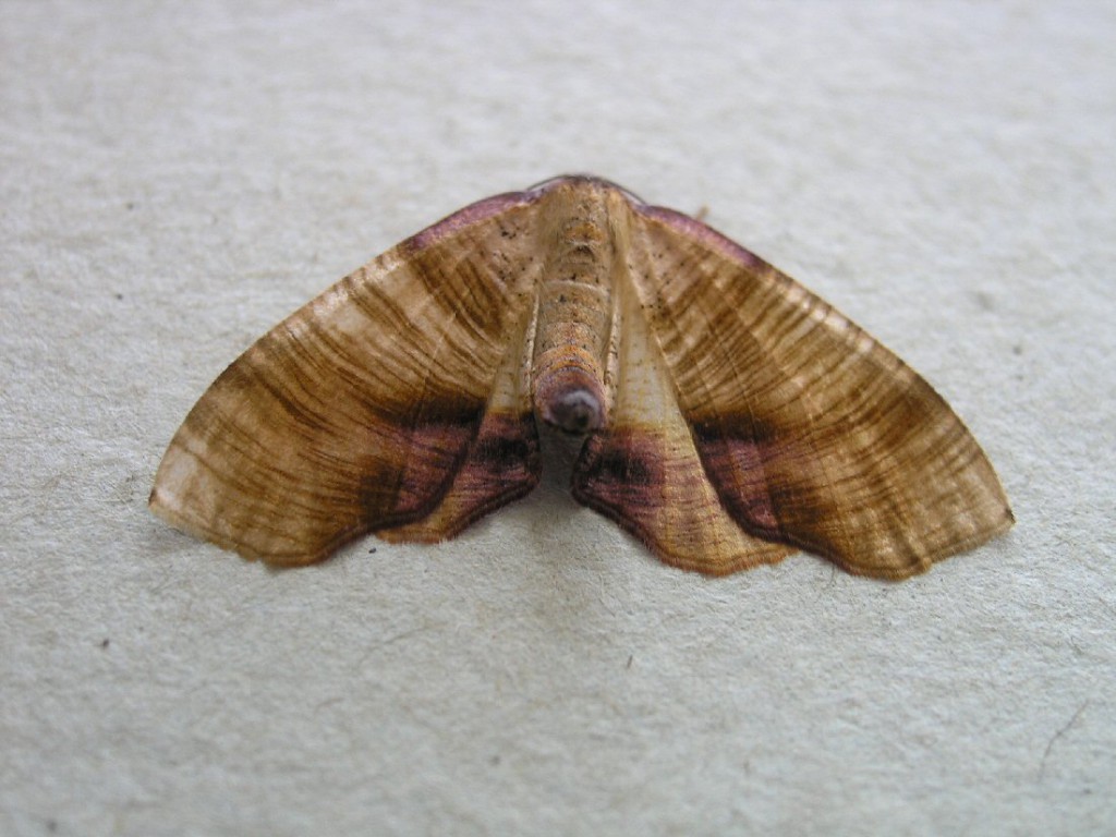 Scorched Wing (Plagodis dolabraria)