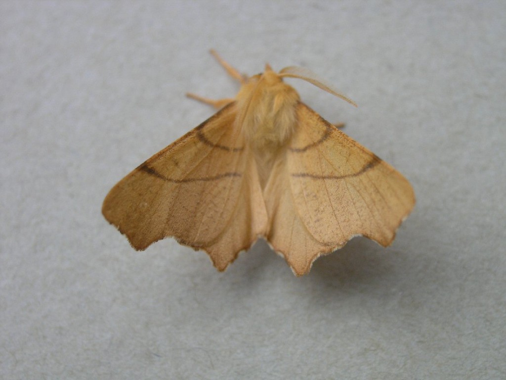 September Thorn (Ennomos erosaria)