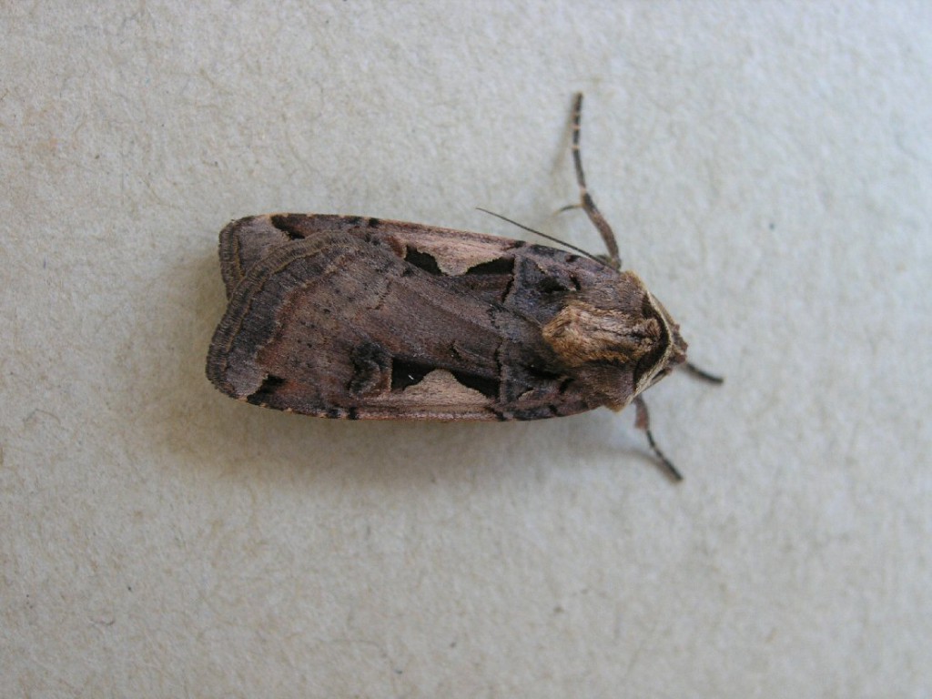 Setaceous Hebrew Character (Xestia c-nigrum)