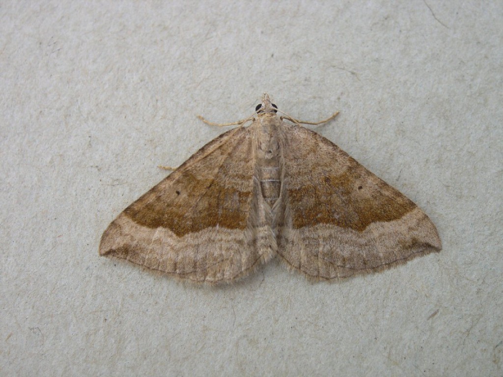 Shaded Broad-bar (Scotopteryx chenopodiata)