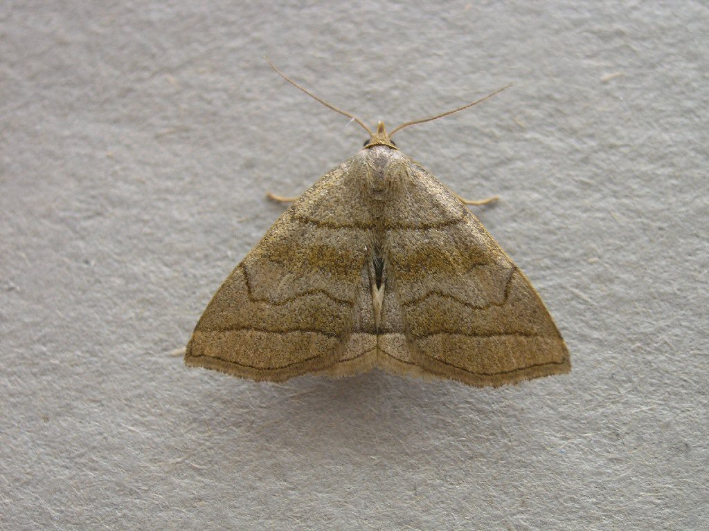 Shaded Fan-foot (Herminia tarsicrinalis)