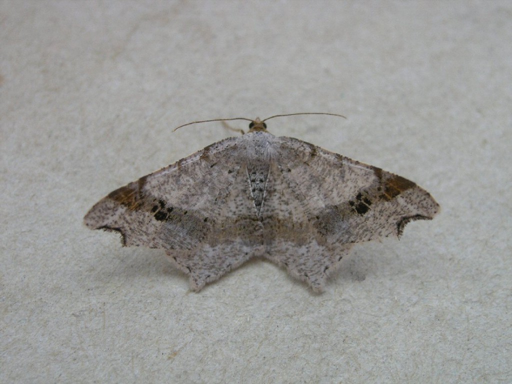 Sharp-angled Peacock (Macaria alternata)
