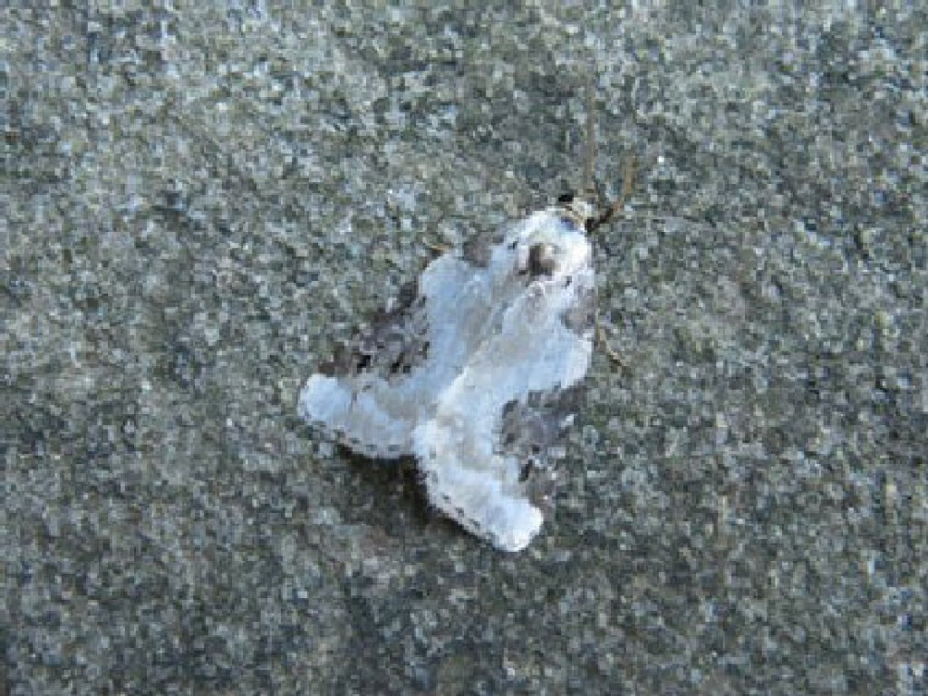 Shining Marbled (Pseudeustrotia candidula)
