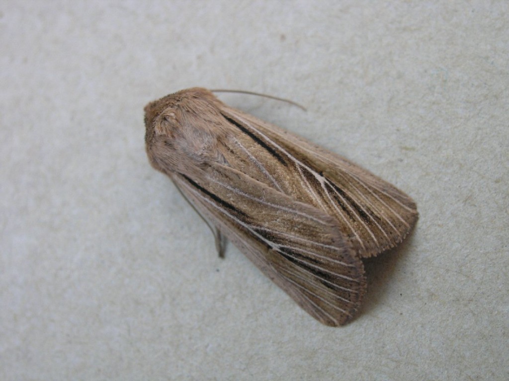 Shoulder-striped Wainscot (Leucania comma)