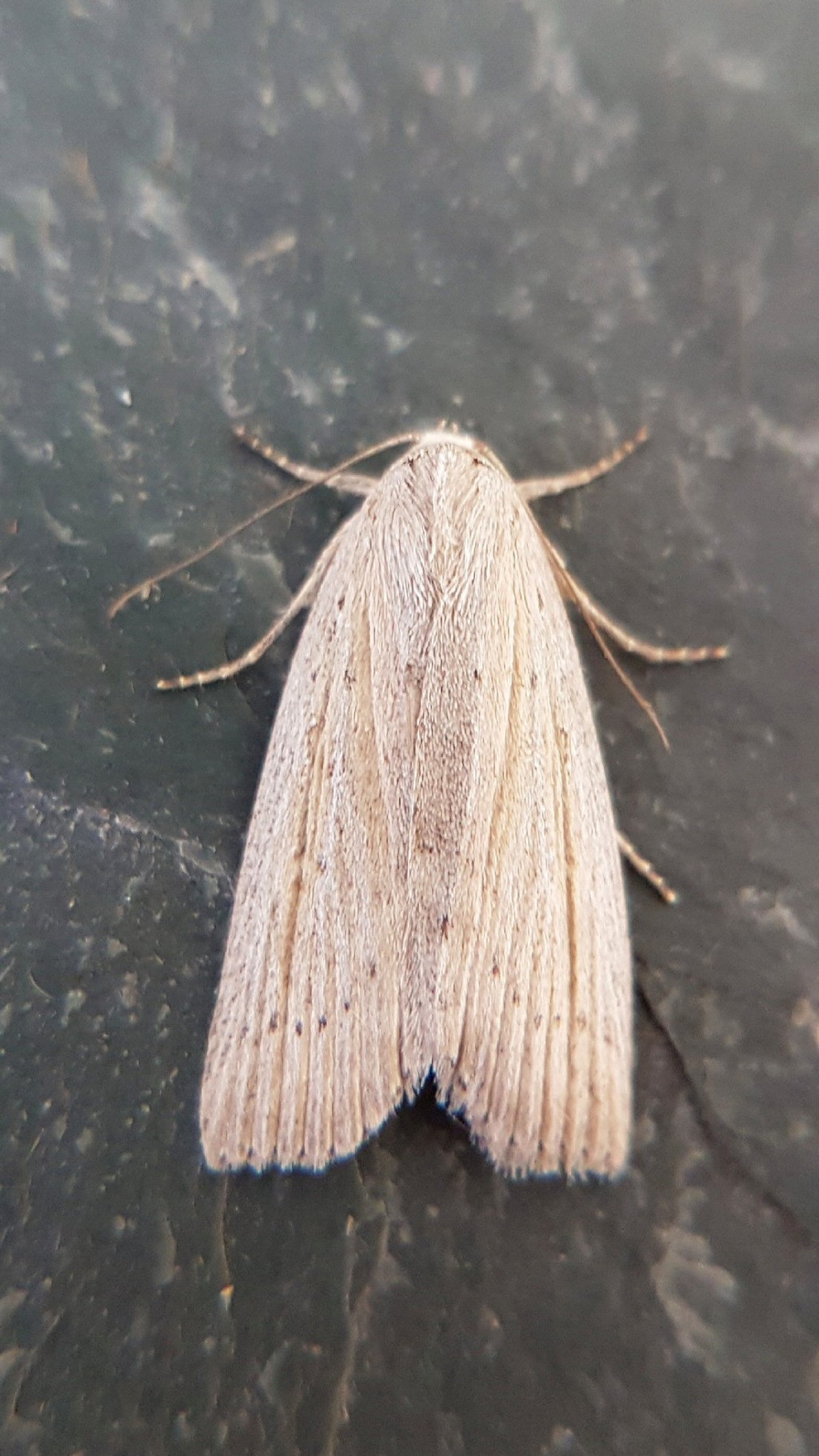 Silky Wainscot (Chilodes maritima)