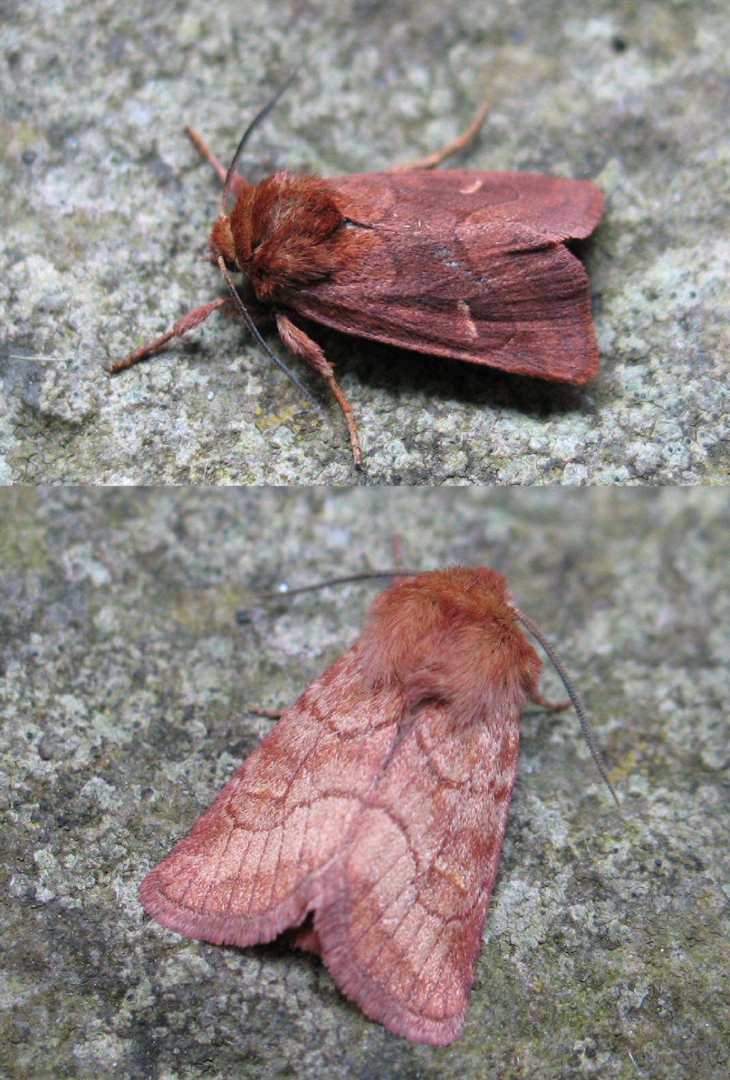 The Silurian (Eriopygodes imbecilla)