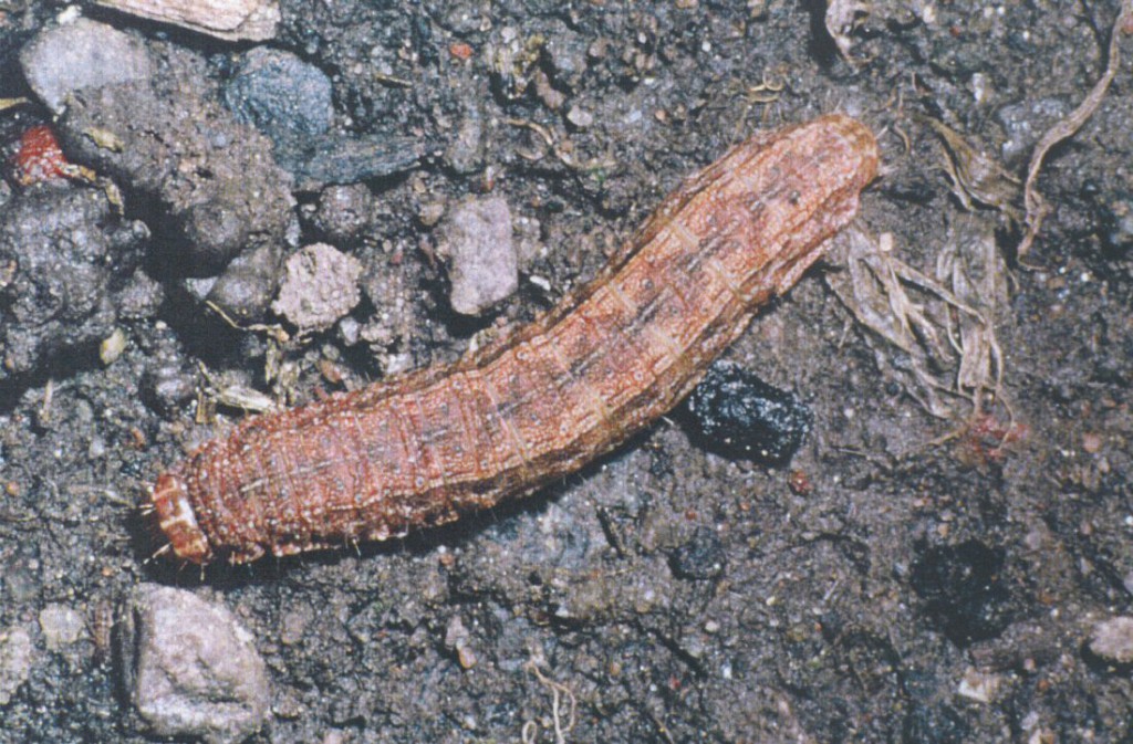 The Silurian (Eriopygodes imbecilla)