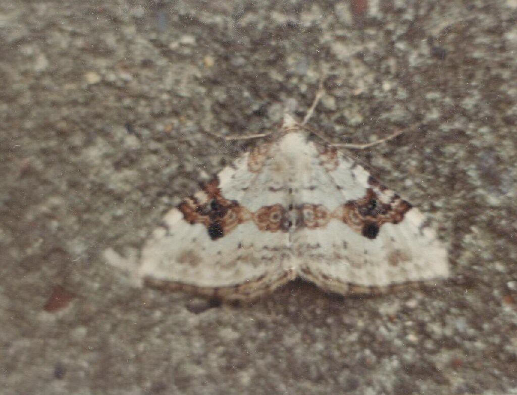 Silver-ground Carpet (Xanthorhoe montanata)