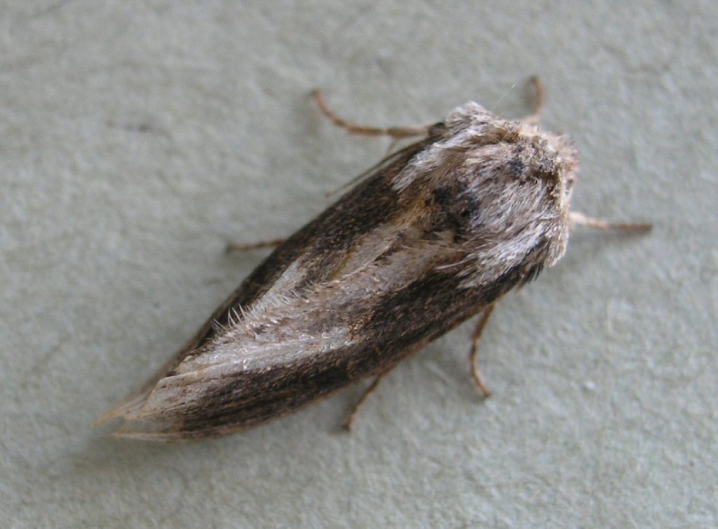 Silver Cloud (Egira conspicillaris)