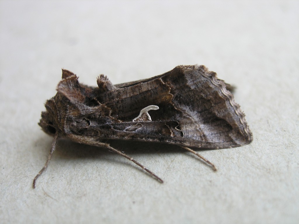 Silver Y (Autographa gamma)