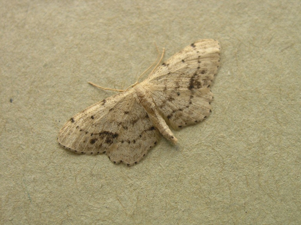 Single-dotted Wave (Idaea dimidiata)