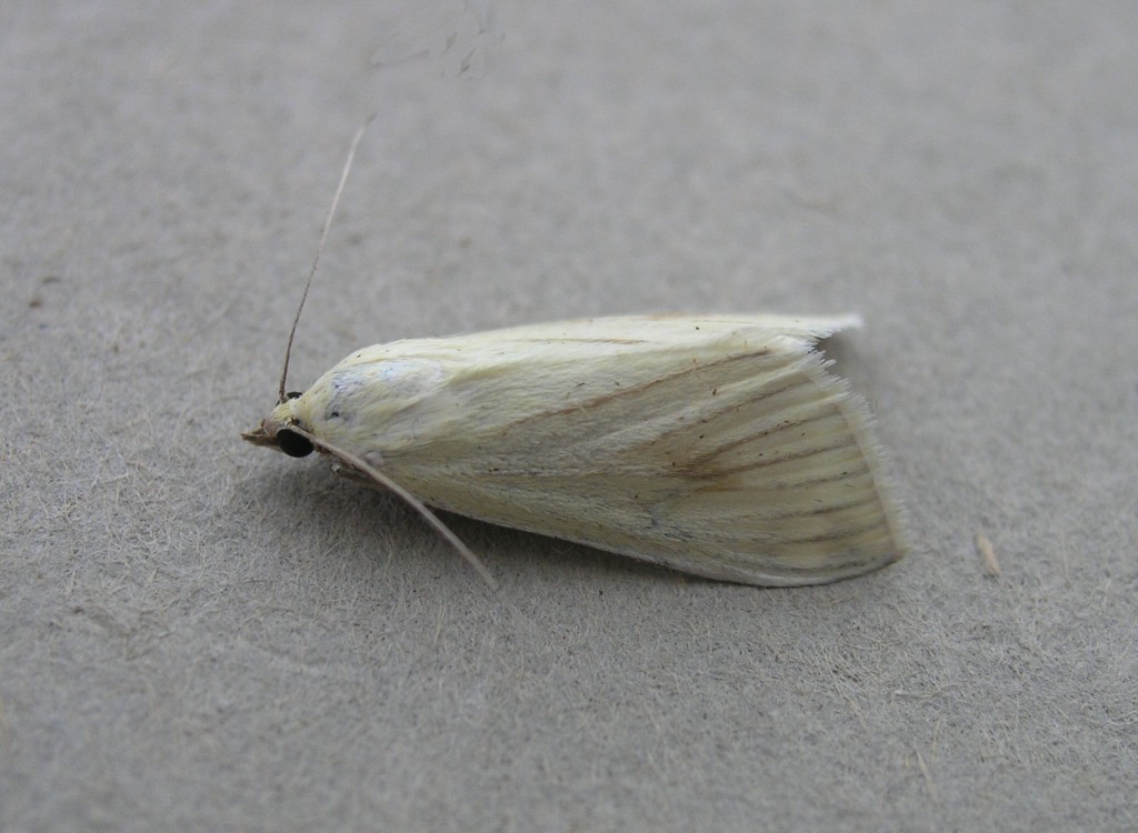 (Sitochroa palealis)