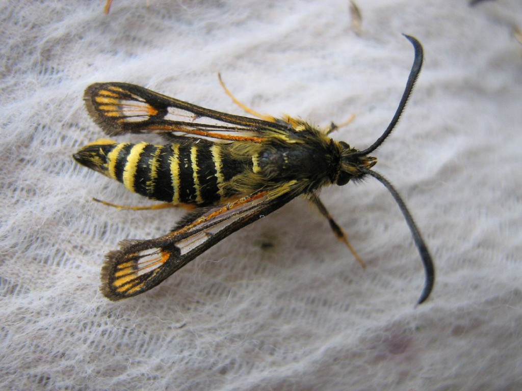 Six-belted Clearwing (Bembecia ichneumoniformis)