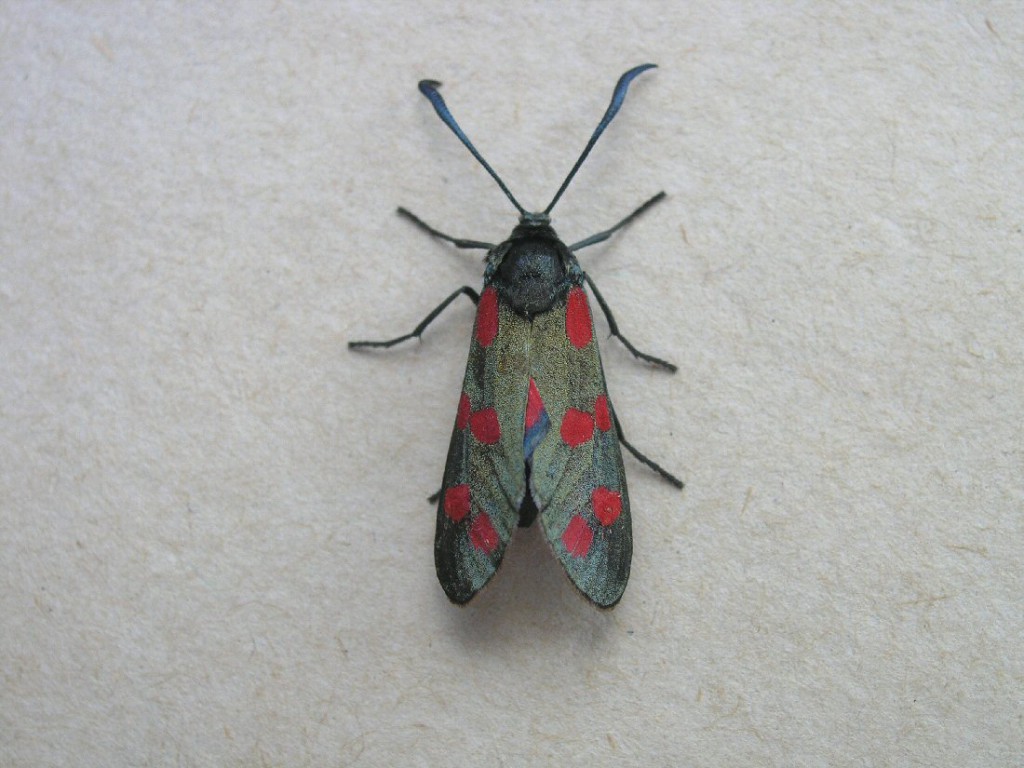 Six-Spot Burnet (Zygaena filipendulae)