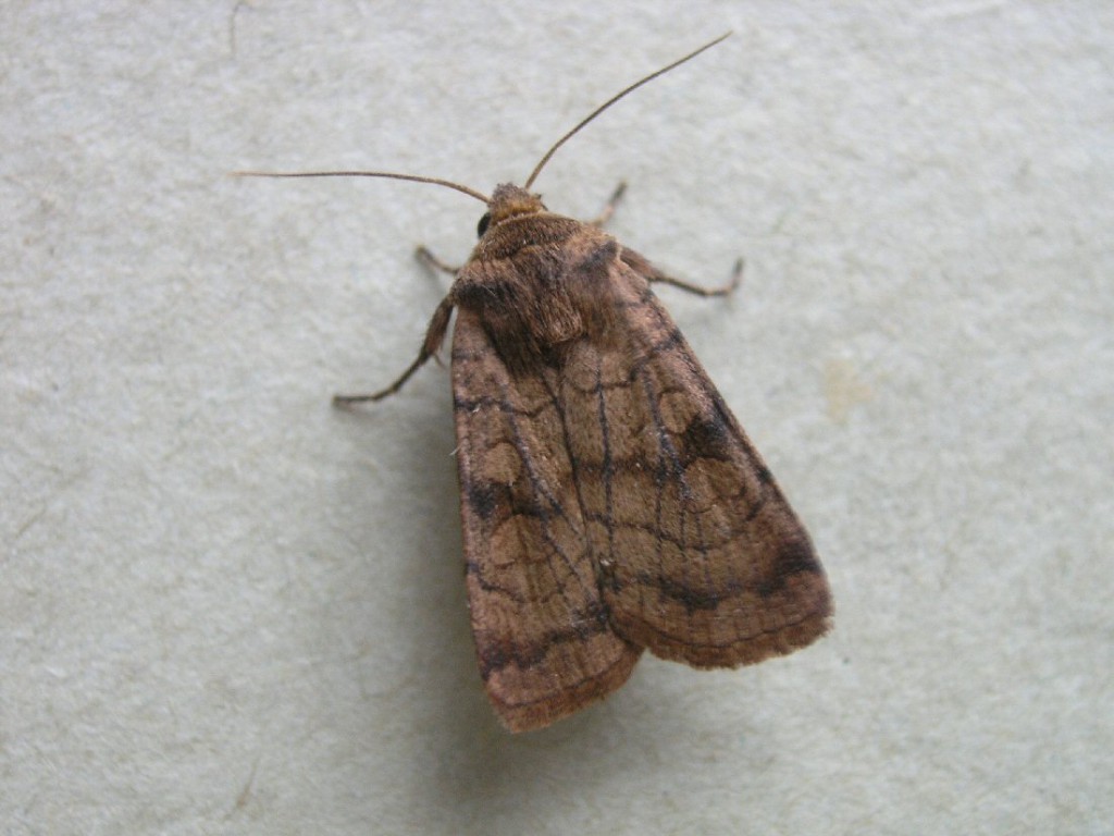 Six-striped Rustic (Xestia sexstrigata)