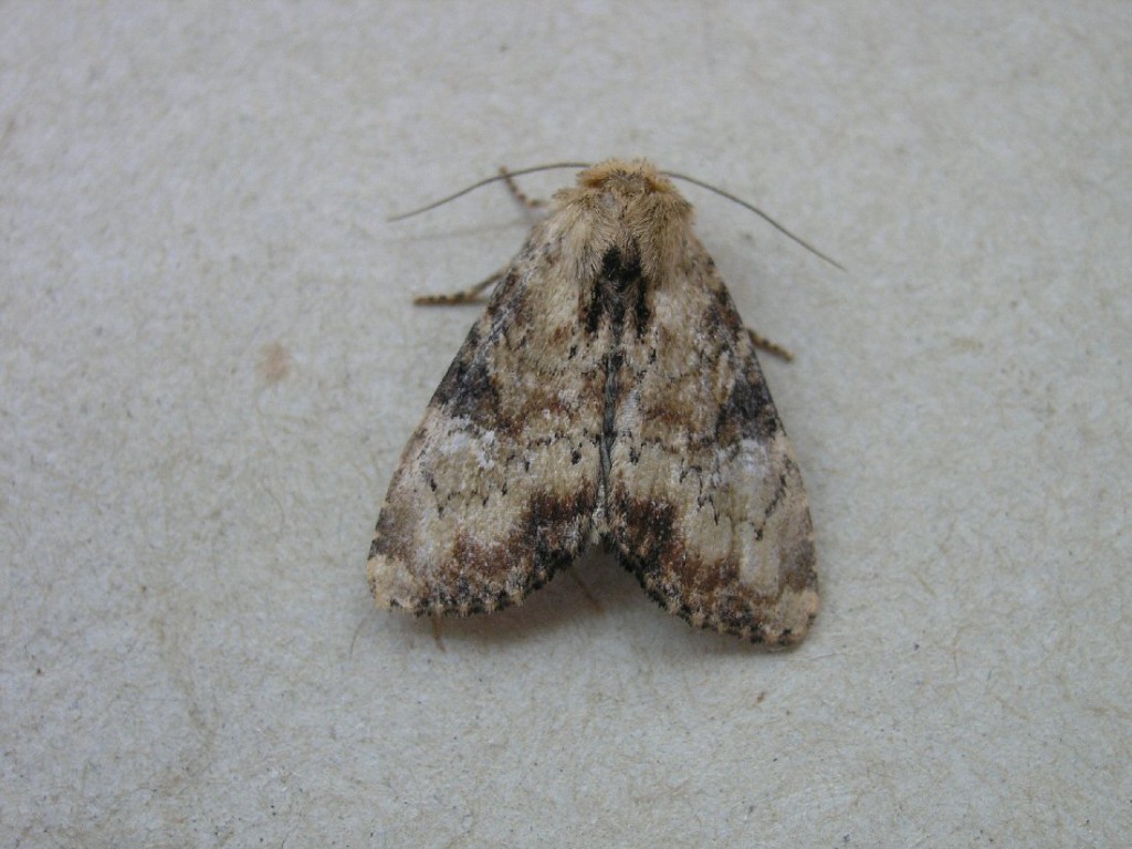 Slender Brindle (Apamea scolopacina)