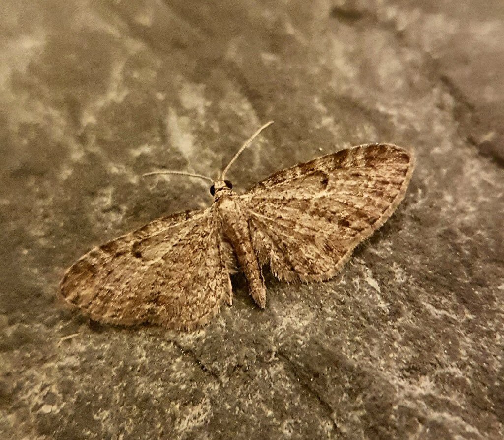 Slender Pug (Eupithecia tenuiata)