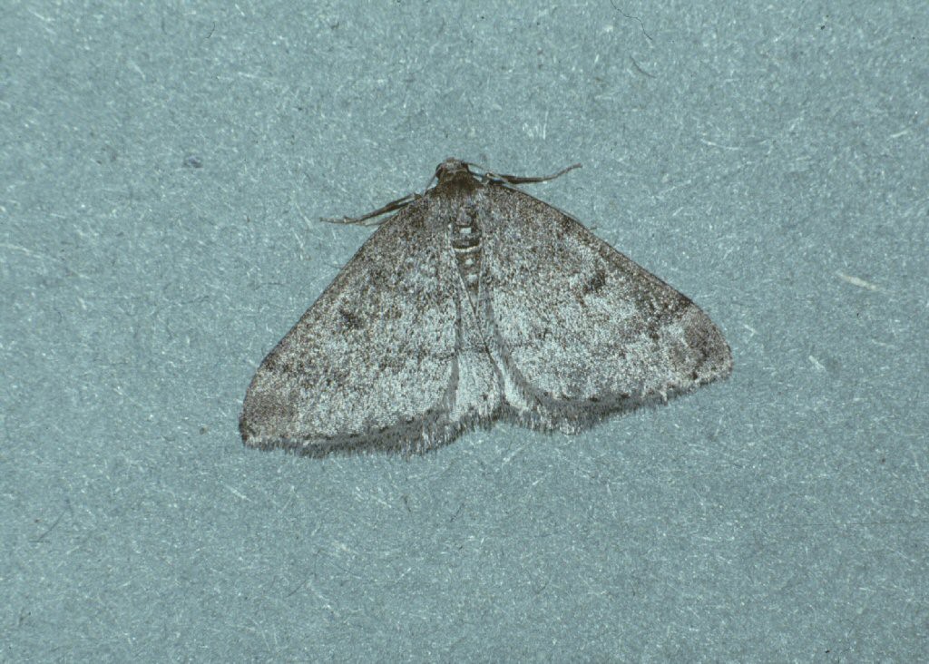 Sloe Carpet (Aleucis distinctata)