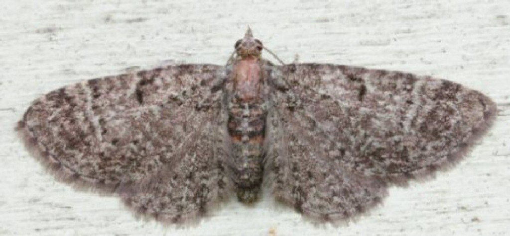 Sloe Pug (Pasiphila chloerata)