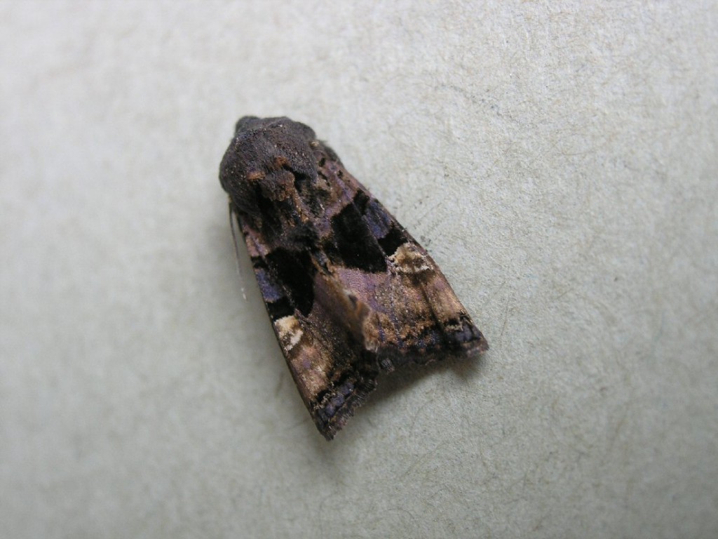 Small Angle Shades (Euplexia lucipara)