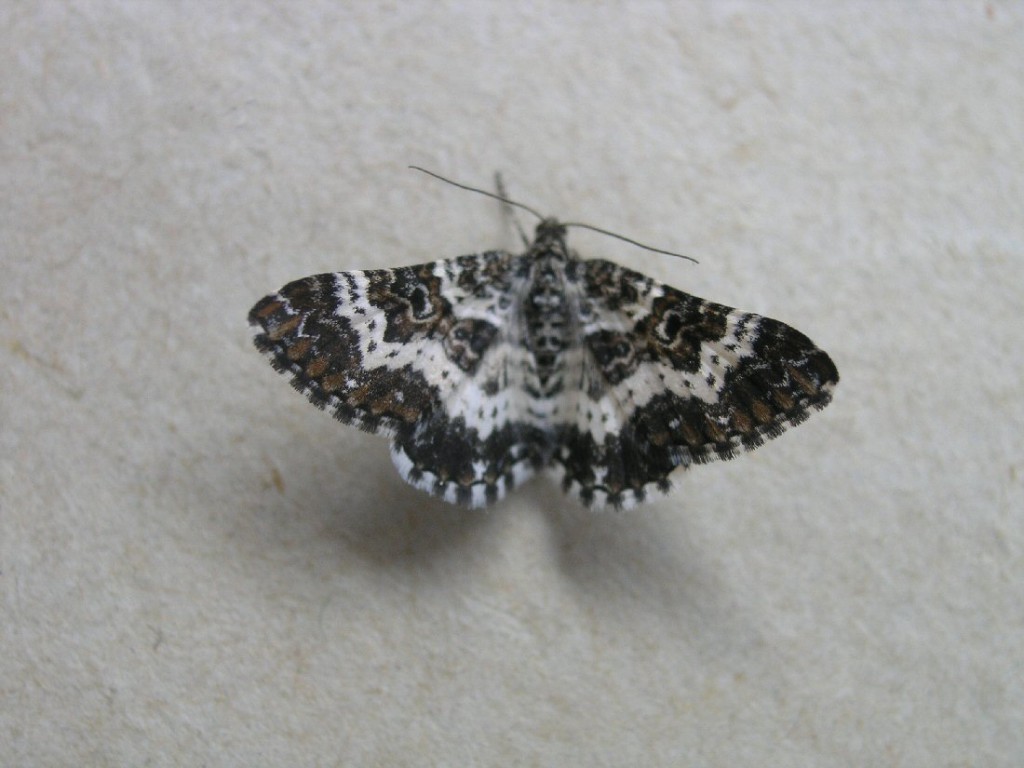Small Argent & Sable (Epirrhoe tristata)