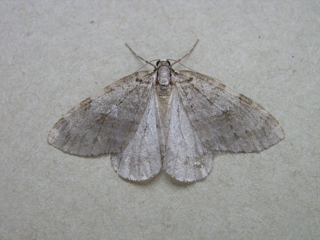 Small Autumnal Moth (Epirrita filigrammaria)