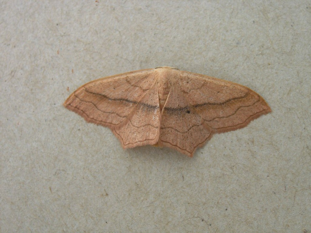 Small Blood-vein (Scopula imitaria)
