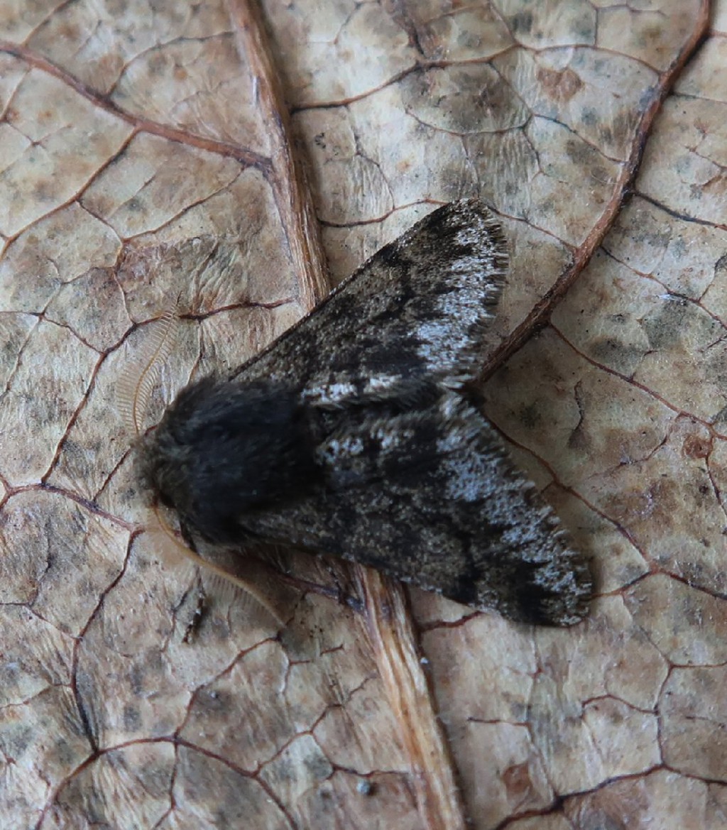 Small Brindled Beauty (Apocheima hispidaria)