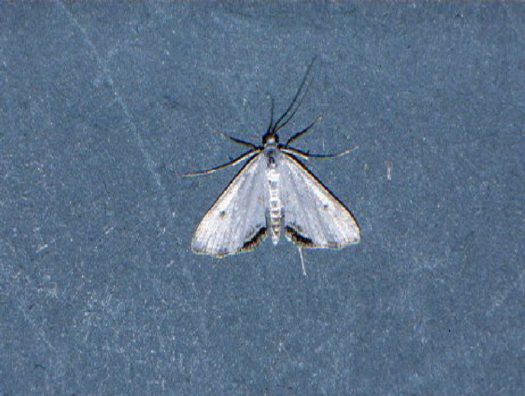 Small China-mark (Cataclysta lemnata)
