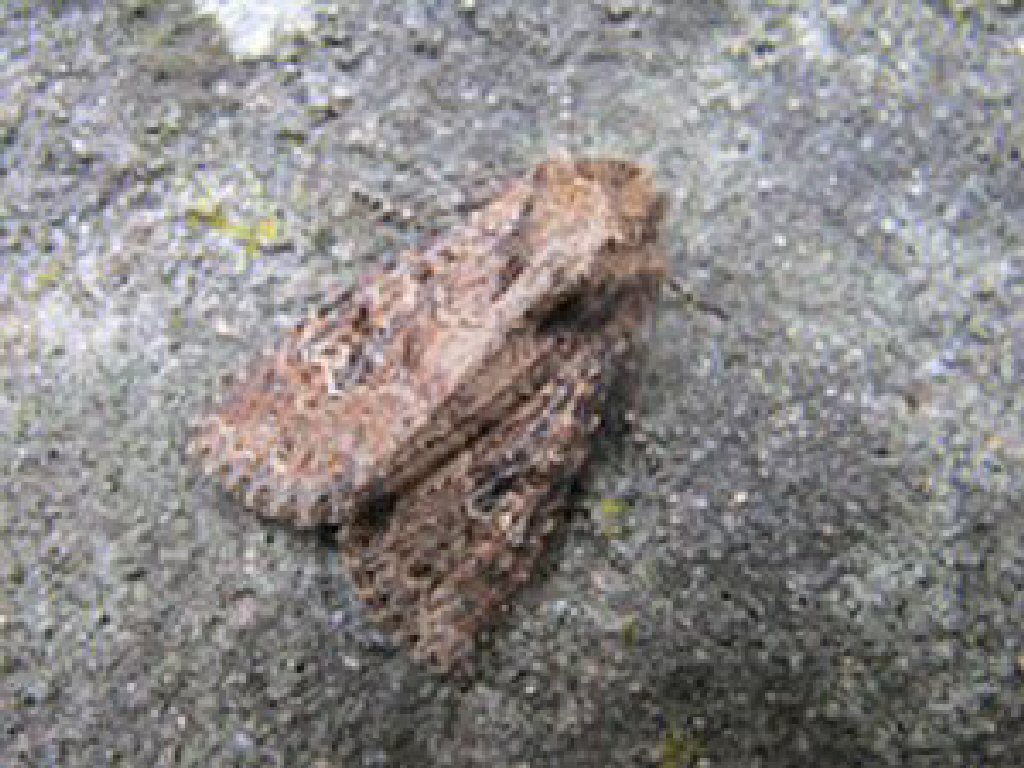 Small Clouded Brindle (Apamea unanimis)