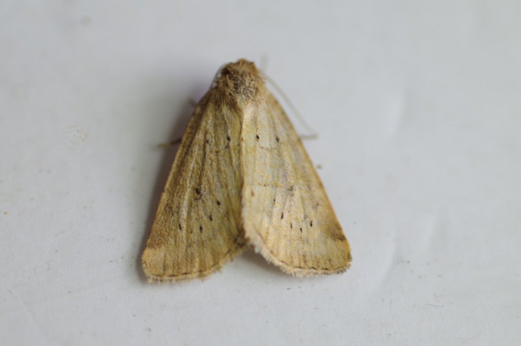 Small Dotted Buff (Photedes minima)