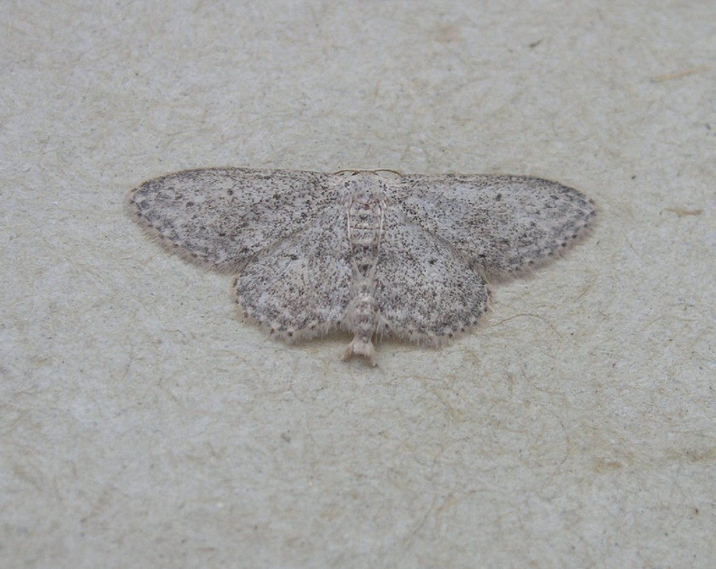 Small Dusty Wave (Idaea seriata)