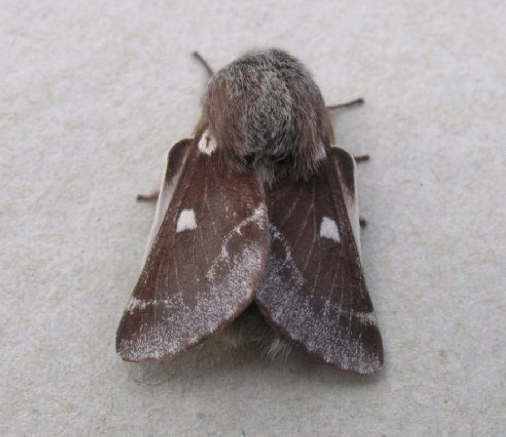 Small Eggar (Eriogaster lanestris)