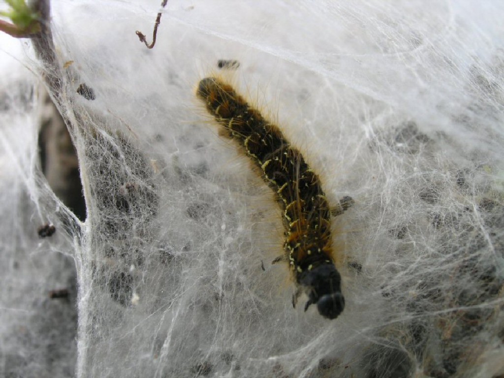 Small Eggar (Eriogaster lanestris)