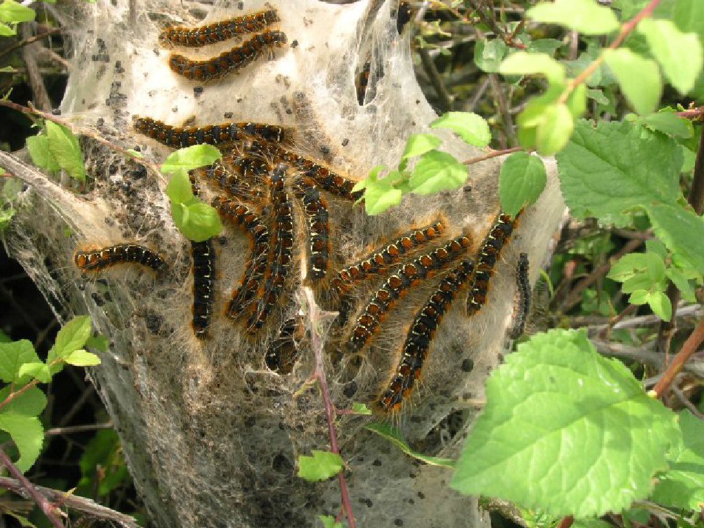 Small Eggar (Eriogaster lanestris)