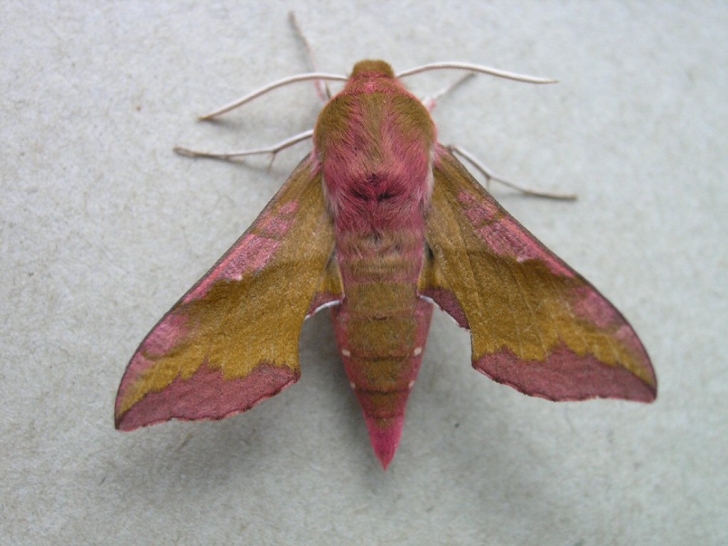 Small Elephant Hawk-moth (Deilephila porcellus)